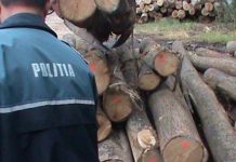 Angajați ai Ocolului Silvic Novaci, reținuți pentru un prejudiciu de peste 50.000 de lei