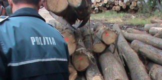 Angajați ai Ocolului Silvic Novaci, reținuți pentru un prejudiciu de peste 50.000 de lei