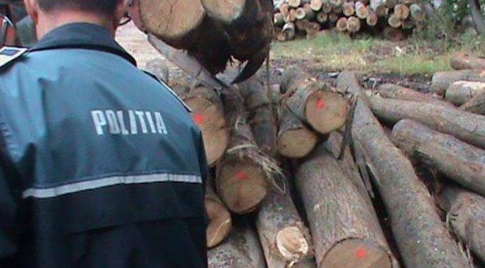 Angajați ai Ocolului Silvic Novaci, reținuți pentru un prejudiciu de peste 50.000 de lei
