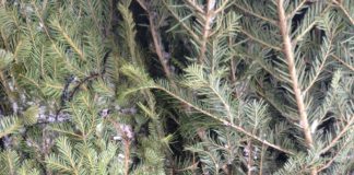 Tânăr din Padeș, cercetat pentru furt de brazi