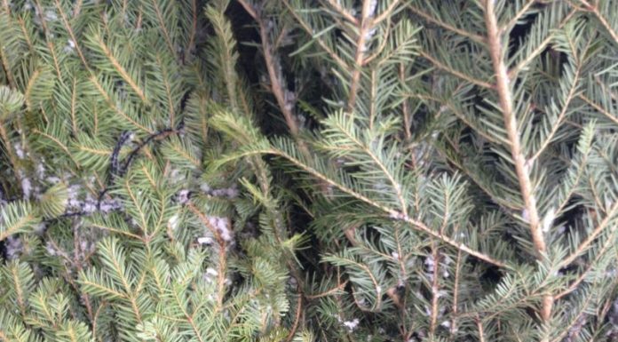 Tânăr din Padeș, cercetat pentru furt de brazi