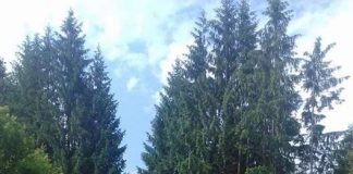 Ministrul Finanțelor, la întâlnire cu primarii PNL din Gorj la Cantonul Silvic din Cerna Sat! Gazda întrevederii liberale, pesedistul șef al Direcției Silvice Mehedinți