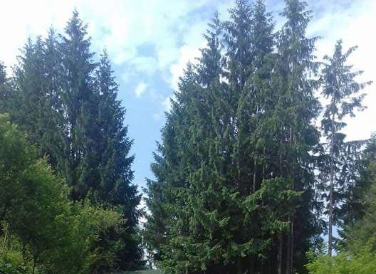 Ministrul Finanțelor, la întâlnire cu primarii PNL din Gorj la Cantonul Silvic din Cerna Sat! Gazda întrevederii liberale, pesedistul șef al Direcției Silvice Mehedinți