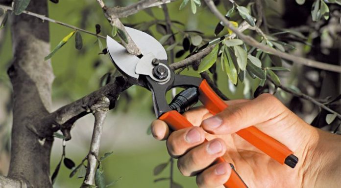 Agricultura pe înțelesul tuturor – Lucrări agricole în repausul vegetativ