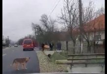 Șeful de post și doi membrii din secție, cu urna mobilă, acasă la pensionara care a parcurs un kilometru până la magazin!