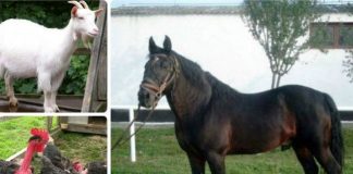 APIA efectuează plata ajutorului de stat pentru ameliorarea raselor de animale