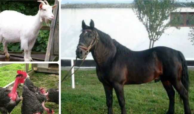 APIA efectuează plata ajutorului de stat pentru ameliorarea raselor de animale