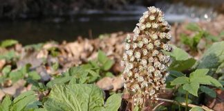 Captalanul (Petasites hybridus) – beneficii şi proprietăţi