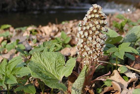Captalanul (Petasites hybridus) – beneficii şi proprietăţi