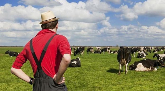 Plăţi în avans de peste 1 miliard de lei pentru fermieri