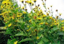 Iarba mare (Inula helenium) – beneficii şi proprietăţi