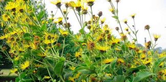 Iarba mare (Inula helenium) – beneficii şi proprietăţi
