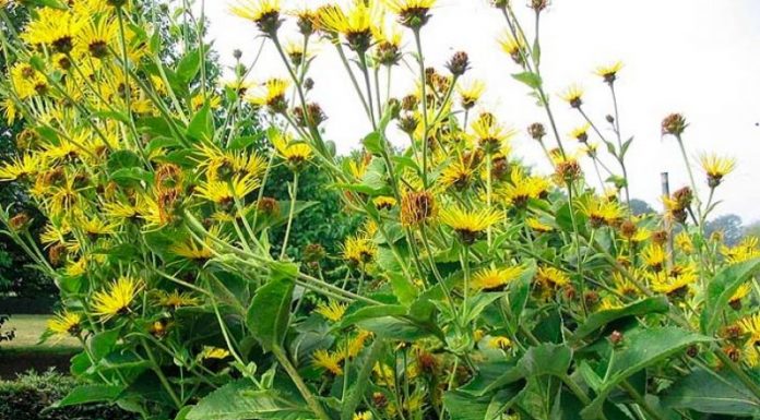 Iarba mare (Inula helenium) – beneficii şi proprietăţi