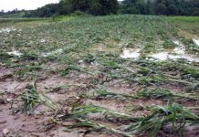 Agricultura pe înțelesul tuturor – Protejarea culturilor la excesul de umiditate din toamnă