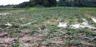 Agricultura pe înțelesul tuturor – Protejarea culturilor la excesul de umiditate din toamnă