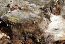 Dezastru în pădurile Gorjului