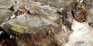 Dezastru în pădurile Gorjului