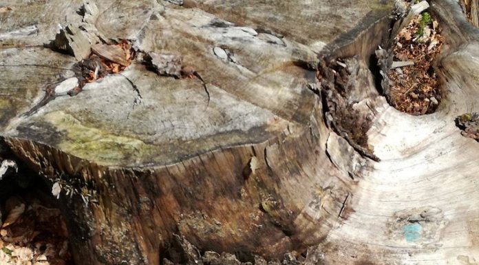 Padeș: Prinși când tăiau molizii, dosare penale și pentru furt