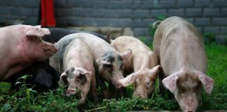 Despăgubiri de aproape 250.000 de lei pentru proprietarii ai căror porci afectaţi de pestă au fost omorâţi