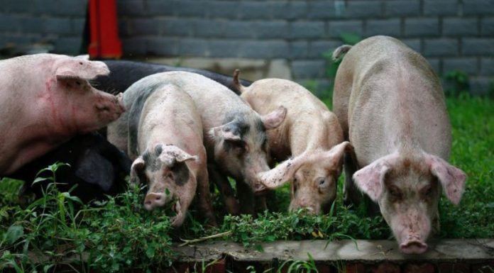 Despăgubiri de aproape 250.000 de lei pentru proprietarii ai căror porci afectaţi de pestă au fost omorâţi