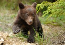 Pui de urs pe ulițele din Stănești