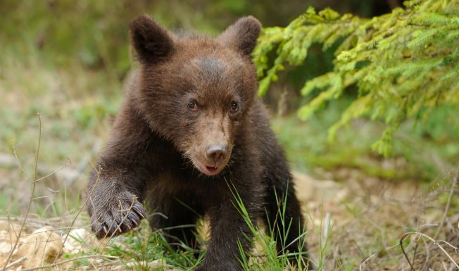 Pui de urs pe ulițele din Stănești