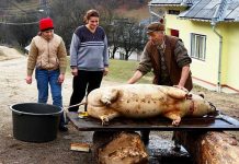 Prezenţa veterinarului, obligatorie la sacrificarea porcilor în gospodărie