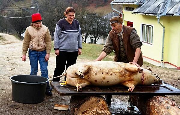Prezenţa veterinarului, obligatorie la sacrificarea porcilor în gospodărie