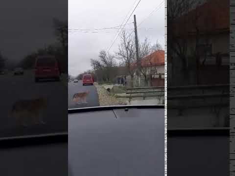 Șeful de post și doi membrii din secție, cu urnă mobilă, acasă la pensionara care a parcurs un kilometru până la magazin!