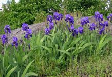 Stânjenel (Iris germanica) – beneficii şi proprietăţi