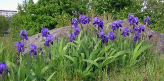 Stânjenel (Iris germanica) – beneficii şi proprietăţi