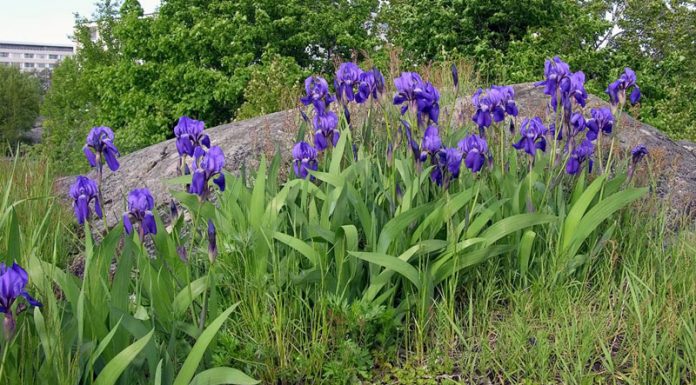 Stânjenel (Iris germanica) – beneficii şi proprietăţi