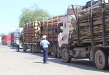 Surprins în trafic cu remorca încărcată cu lemne furate