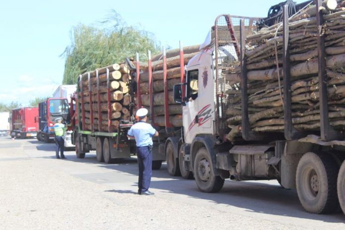 Surprins în trafic cu remorca încărcată cu lemne furate