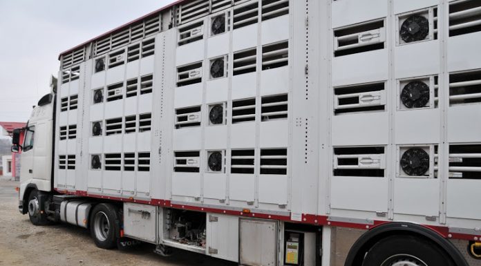 Transportator de animale, sancționat de inspectorii sanitar-veterinari