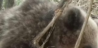 Pui de urs prins într-un laț, la Alimpești