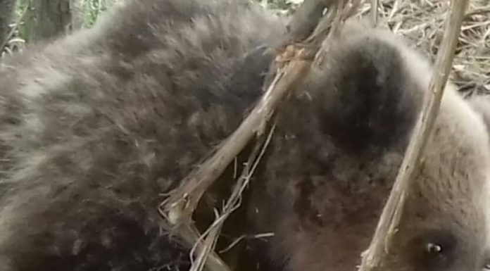 Urs prins într-un laț, la Mușețești