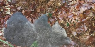 Doi pui de urs, găsiți în grădina unui localnic din Schela