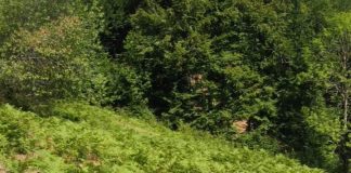 Vulpe, primarul cercetat penal pentru hărțuire sexuală, și-a angajat un nou consilier personal la Primăria Câlnic! Noua salariată, o fostă vânzătoare ce pozează sexy