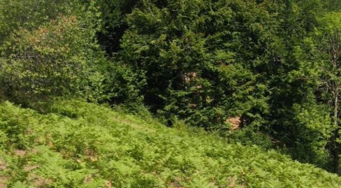 Vulpe, primarul cercetat penal pentru hărțuire sexuală, și-a angajat un nou consilier personal la Primăria Câlnic! Noua salariată, o fostă vânzătoare ce pozează sexy