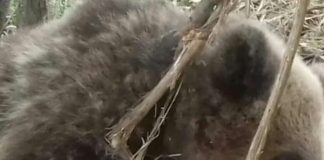 Intervenție dificilă pentru salvarea unui urs prins într-un laț, în comuna Mușetești