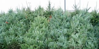 Brazi în valoare de peste 20.000 de lei, confiscați de polițiști