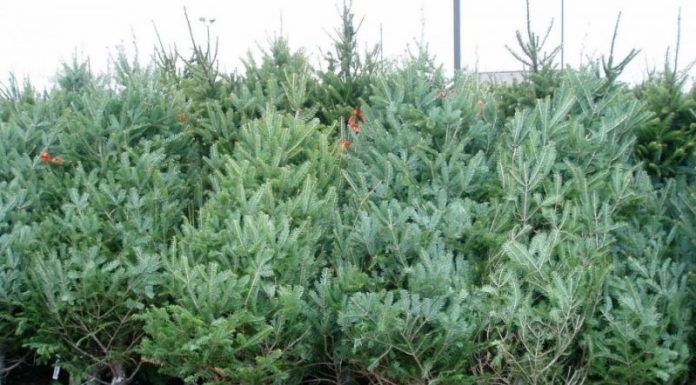 Brazi în valoare de peste 20.000 de lei, confiscați de polițiști