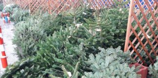 Bărbat cercetat și amendat, după ce a fost prins în timp ce transporta brazi ilegal