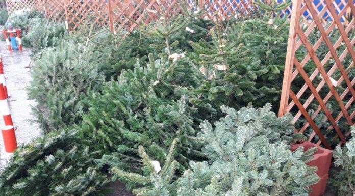 Bărbat cercetat și amendat, după ce a fost prins în timp ce transporta brazi ilegal