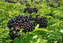 Bozul (Sambucus ebulus) – beneficii şi proprietăţi