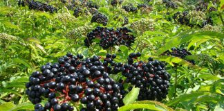 Bozul (Sambucus ebulus) – beneficii şi proprietăţi