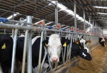 Se primesc cererile iniţiale anuale de solicitare a ajutorului de stat în sectorul creşterii animalelor pentru anul 2020