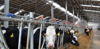 Se primesc cererile iniţiale anuale de solicitare a ajutorului de stat în sectorul creşterii animalelor pentru anul 2020