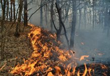 28 de incendii în pădurile din Gorj